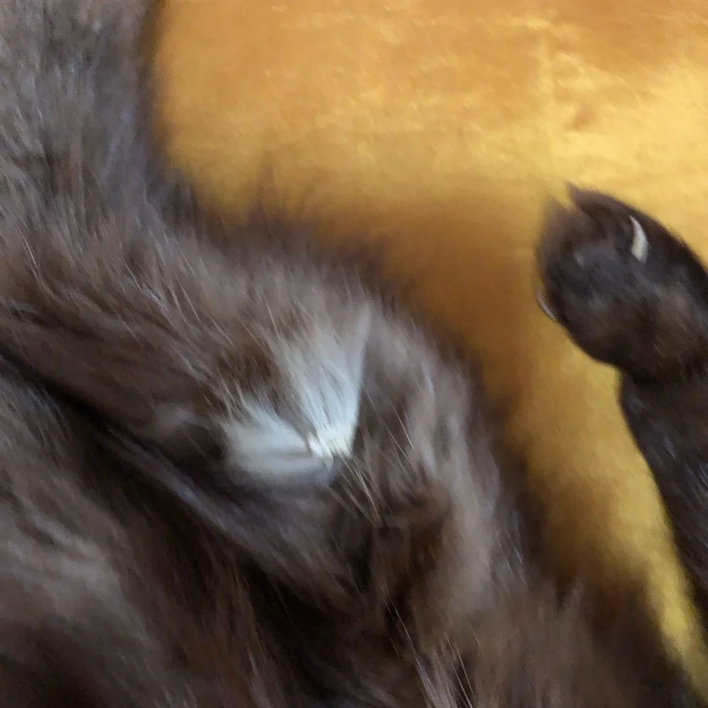 Elegant Brown Fur/Mink Collar - Picture 5 of 12